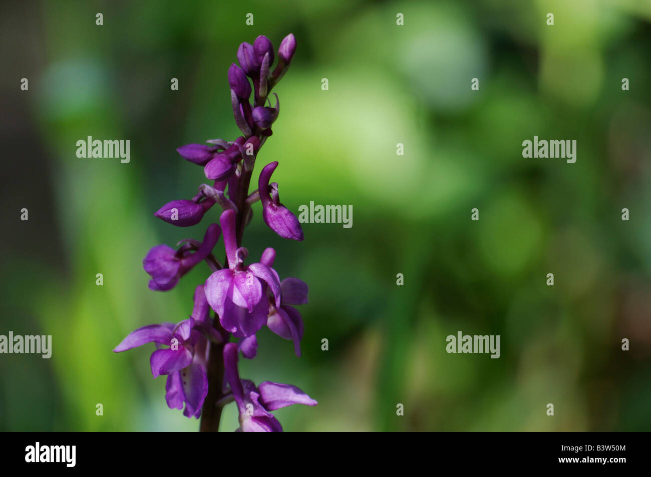 L'orchidée Dactylorhiza majalis marais de l'ouest - feuillus marsh orchid - Ventilateur - orchidée orchidée marais commun vu à Roesnaes DK Banque D'Images