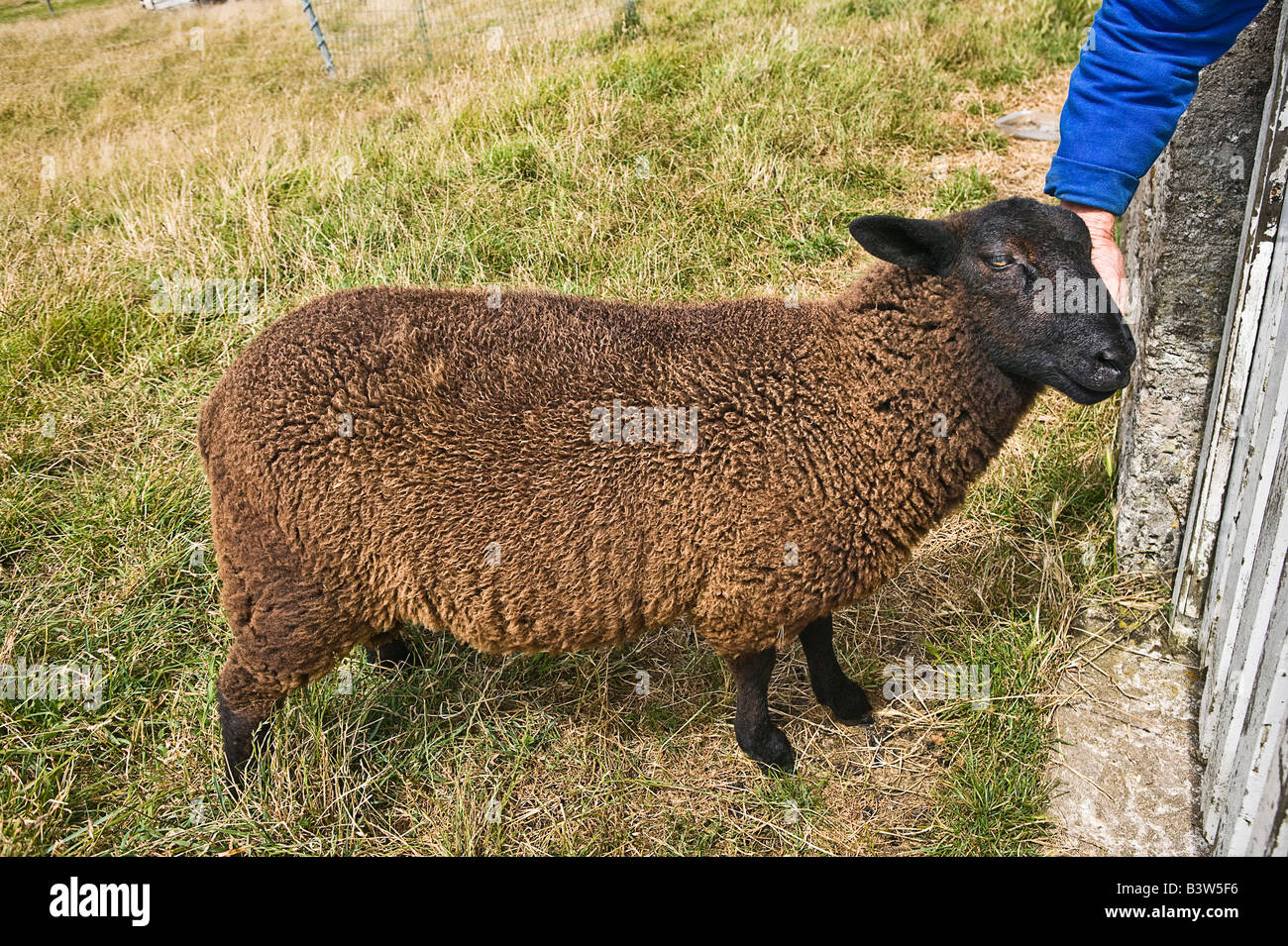 Mouton noir d'Ouessant île caressés Bretagne France Banque D'Images