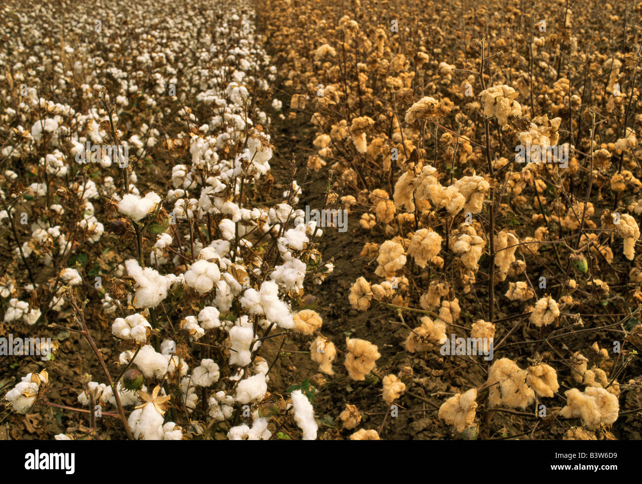 Blanc et beige la culture du coton en champ. Banque D'Images