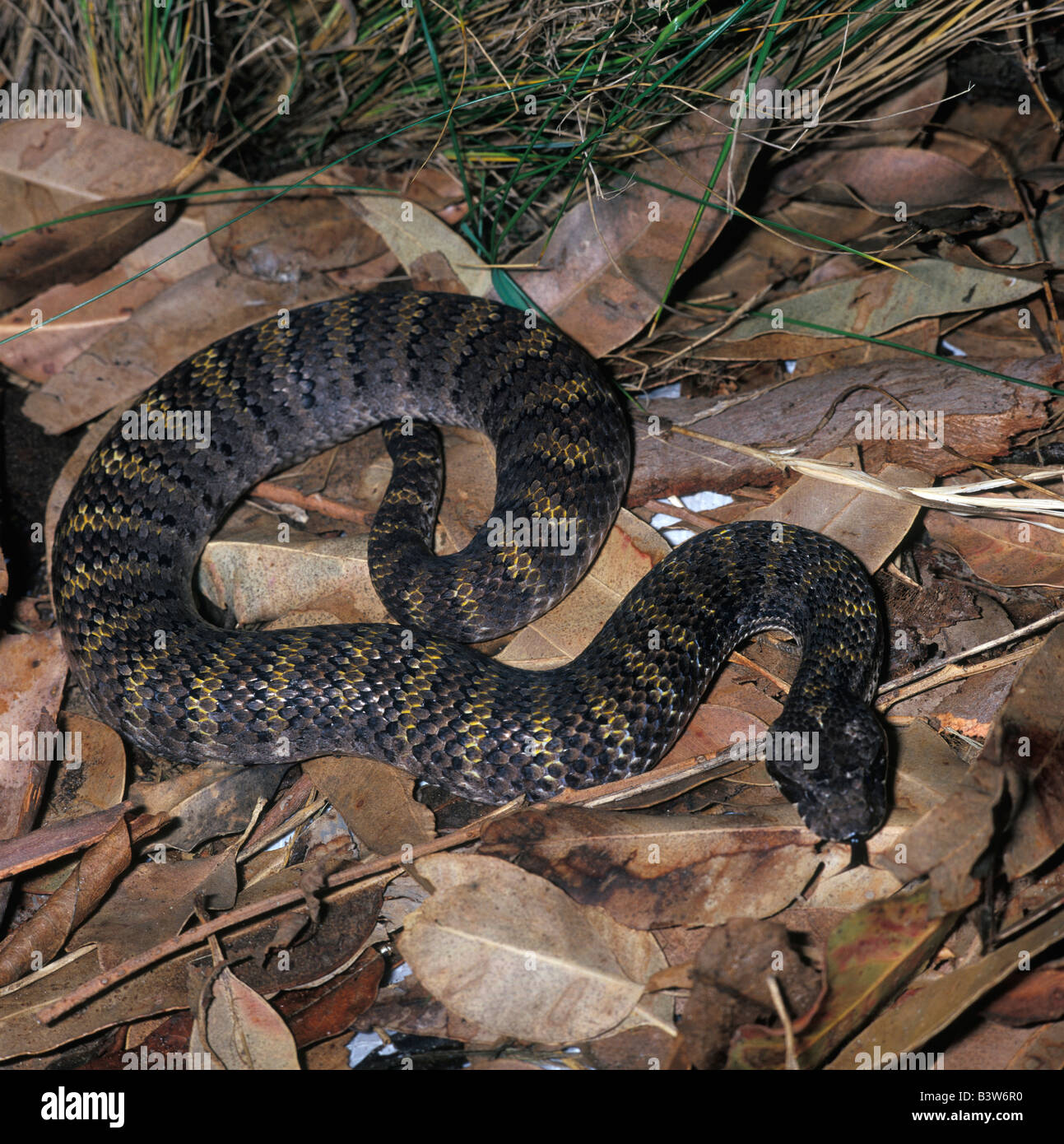 Acanthophis praelongus, serpent, Death Adder Banque D'Images