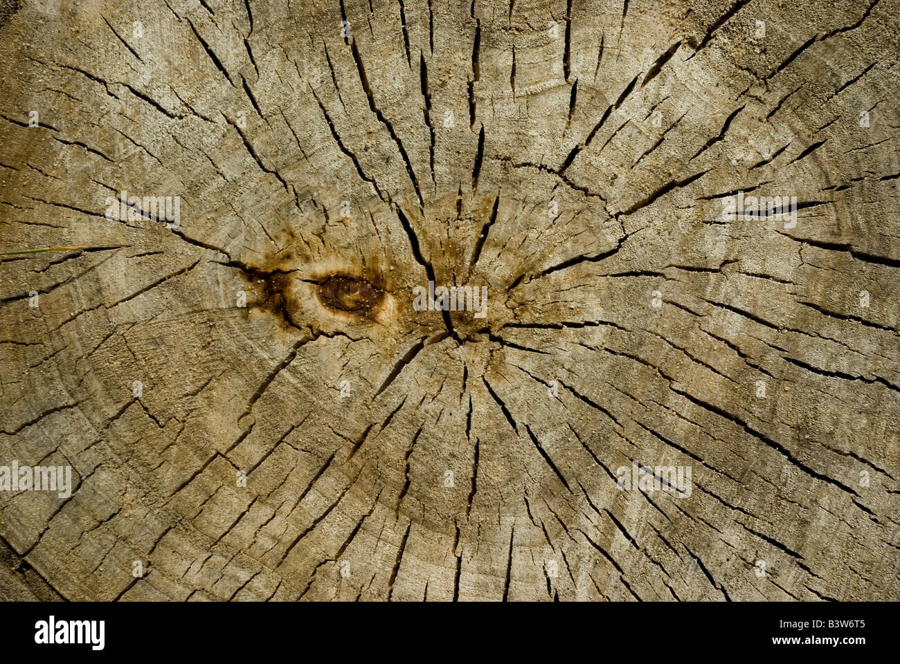 Les anneaux de croissance sur un vieux tronc d'arbre Banque D'Images