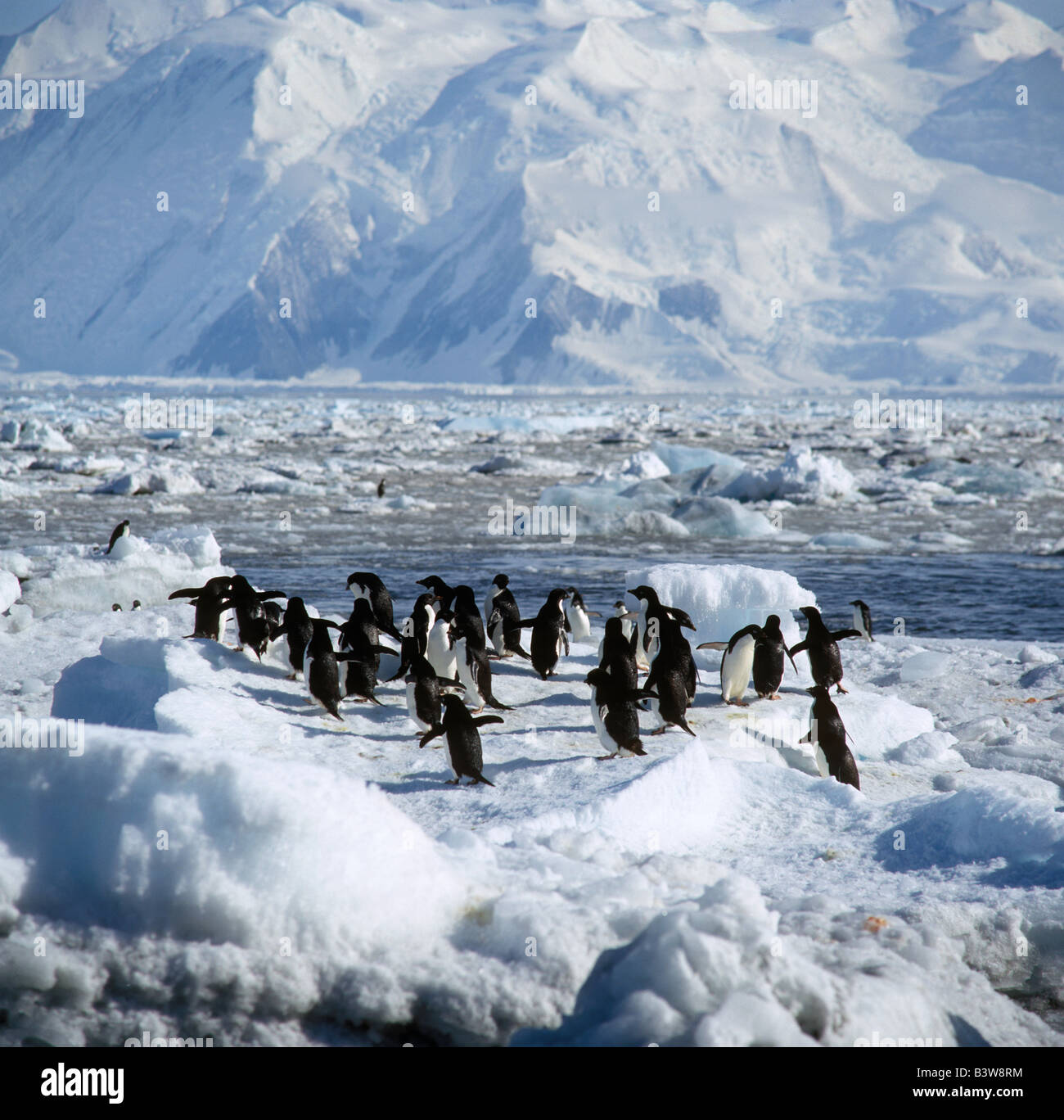 PENGUIN, Pygoscelis adeliae, Banque D'Images