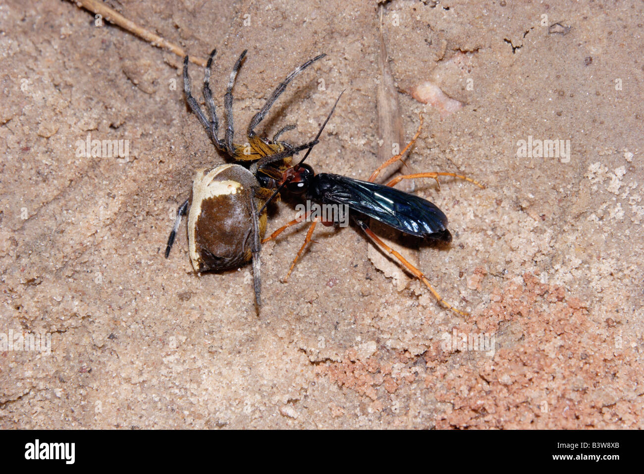 Spider hunting wasp pompiles glissement d'un gros robot Megaraneus orb gabonensis à son terrier dans rainforest Ghana Banque D'Images