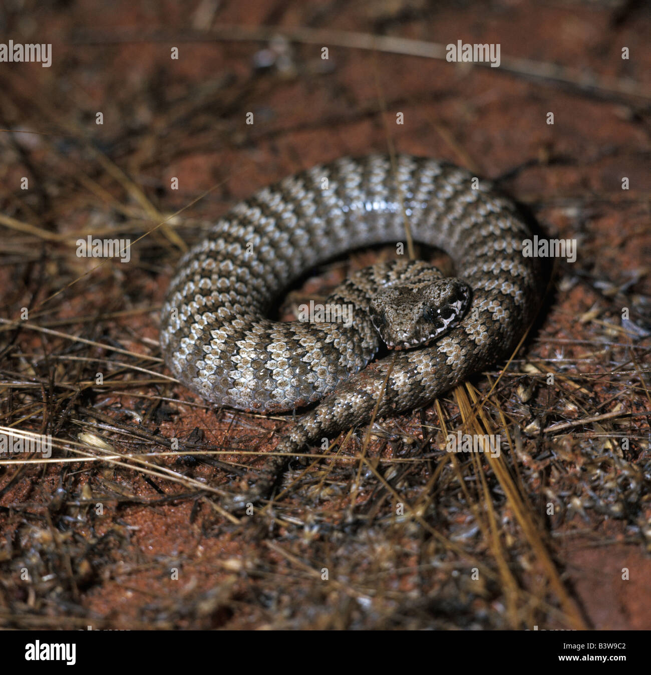 Acanthophis antarcticus, SERPENT , Death Adder Banque D'Images