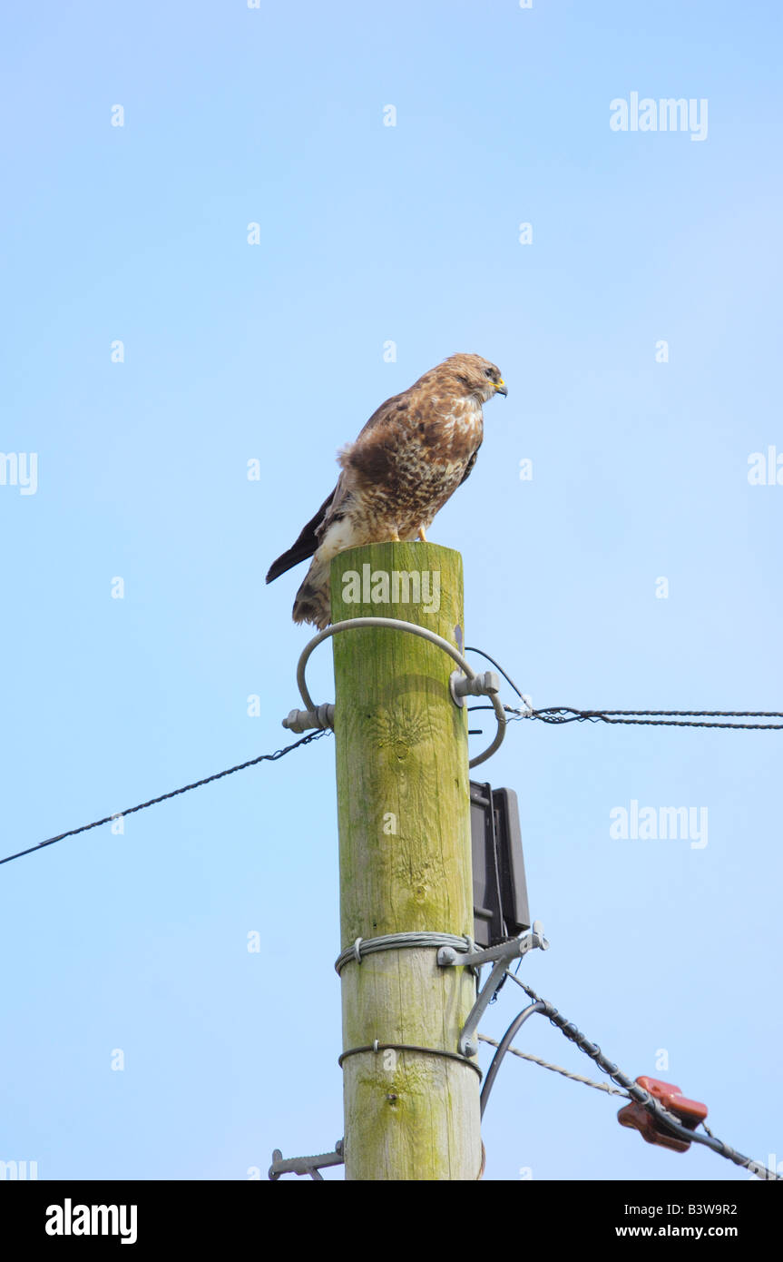 Buse variable Buteo buteo perchée sur un poteau télégraphique à la recherche de proies attentivement Banque D'Images