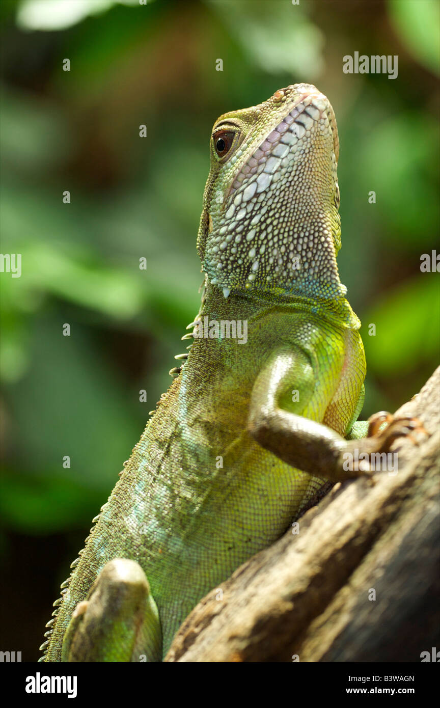 Green Dragon d'eau (Physignathus cocincinus) Banque D'Images