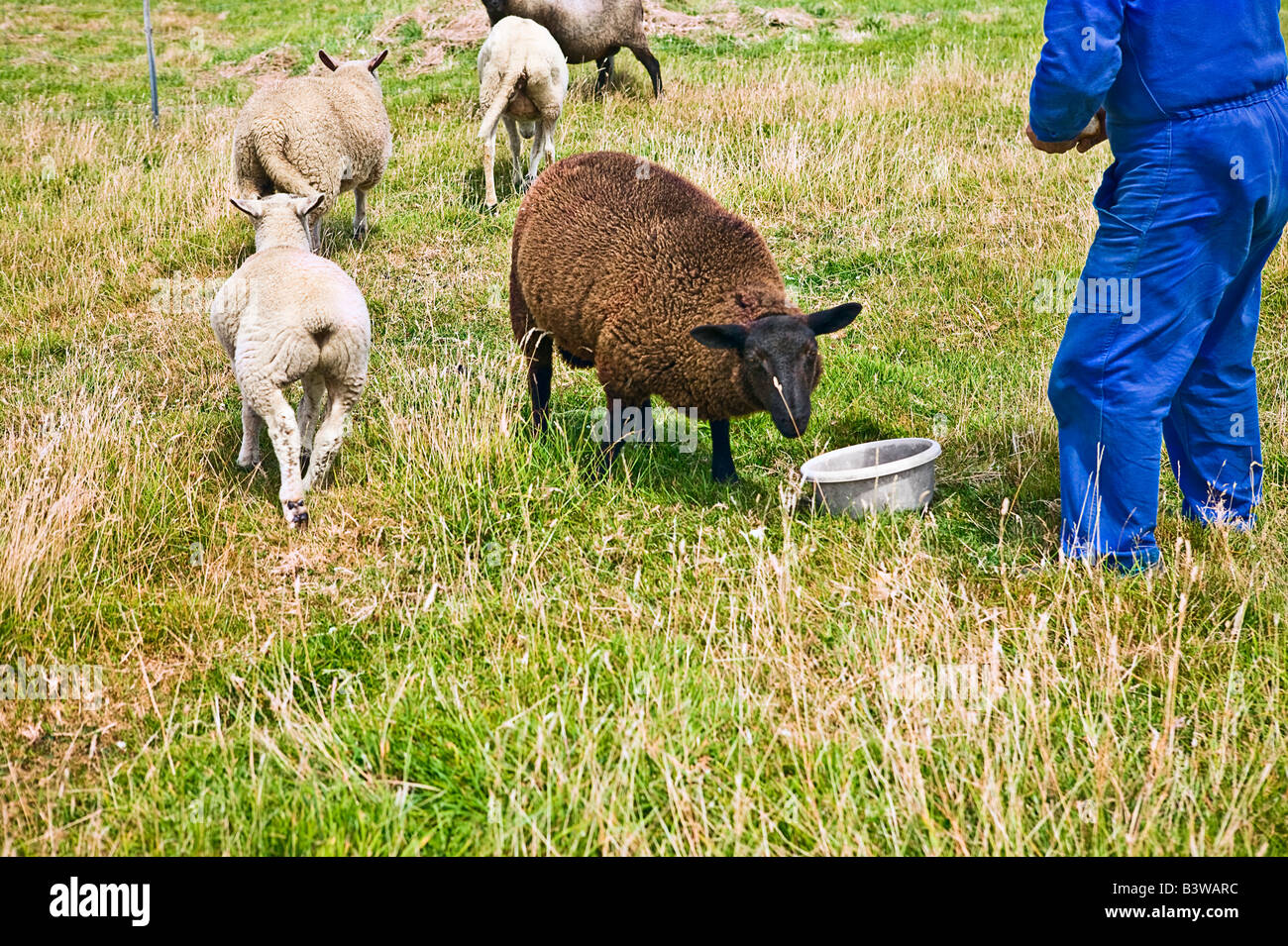 Mouton noir près de l'arrière du bassin et de fugue moutons blancs ile de Ouessant Bretagne France Banque D'Images