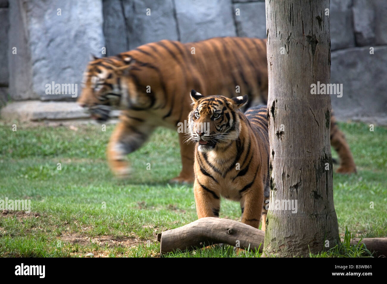 Tigres mâles et femelles au zoo Banque D'Images