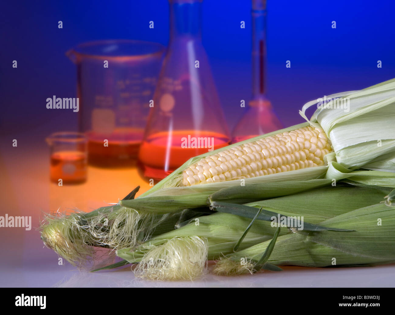 Concept photo de maïs génétiquement modifié montrant béchers et erlenmeyers. Les aliments génétiquement modifiés sont résistantes à la pourriture Banque D'Images