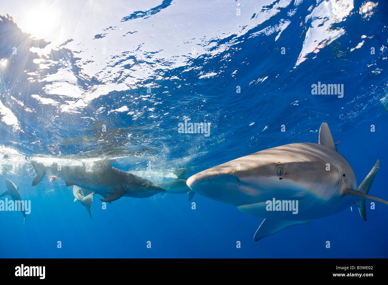 Requins Galapagos Carcharhinus galapagensis Océan Pacifique Oahu Hawaii USA Banque D'Images