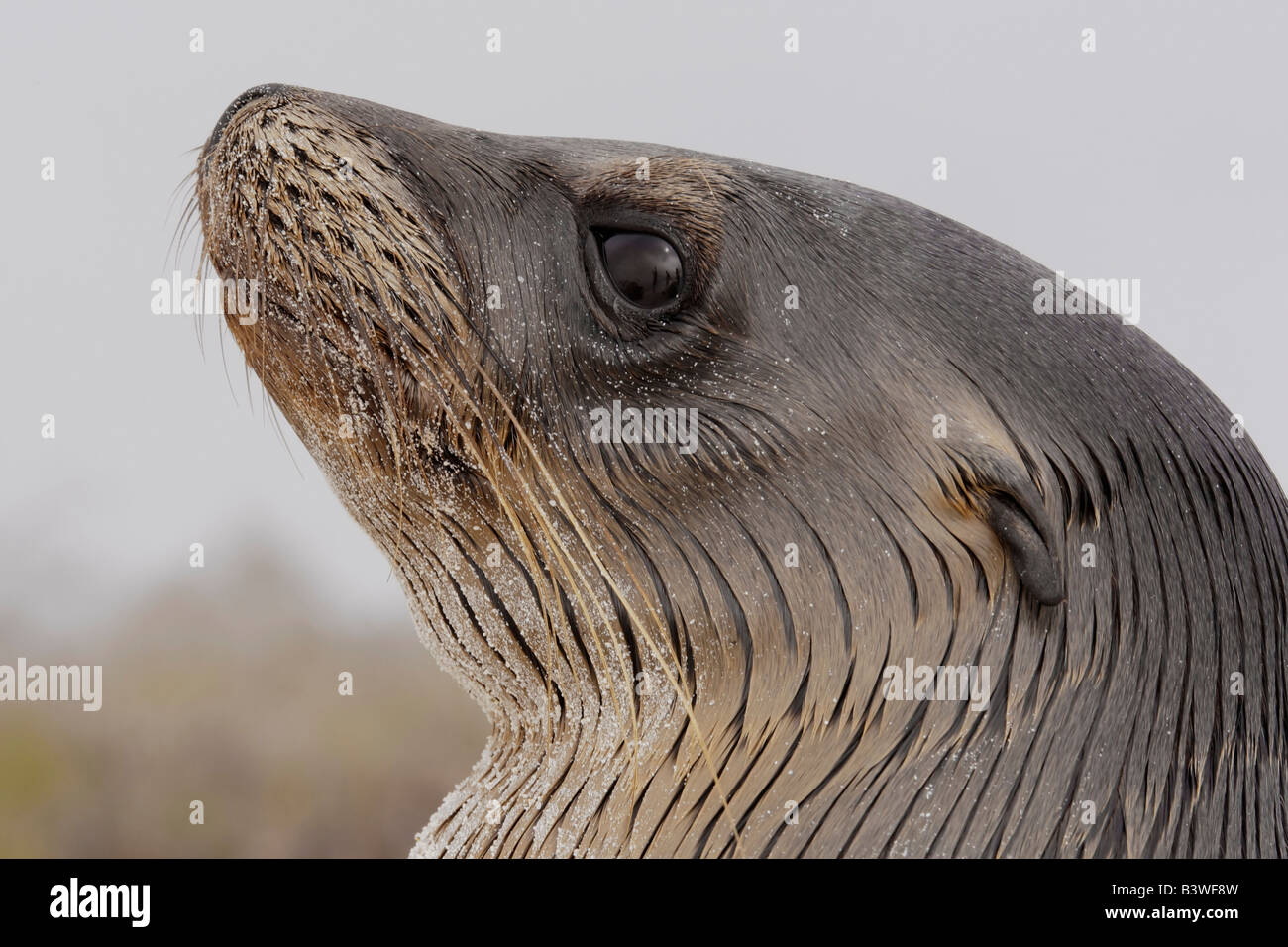 L'Equateur, Galapagos, l'île d'Espanola, Gardner Bay. Close-up profil