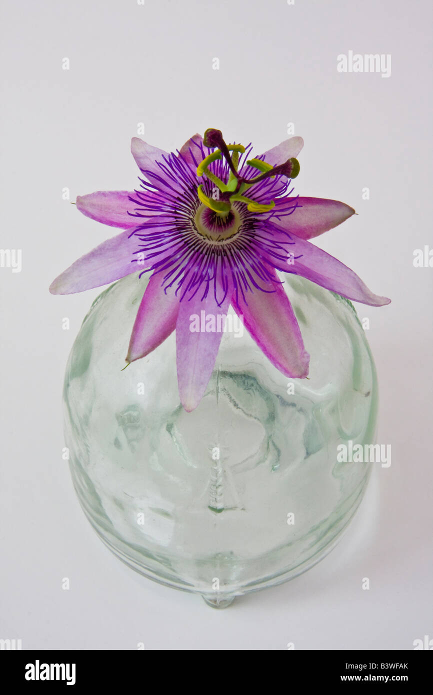 Fleur de la passion affichée dans un verre wasp catcher Banque D'Images
