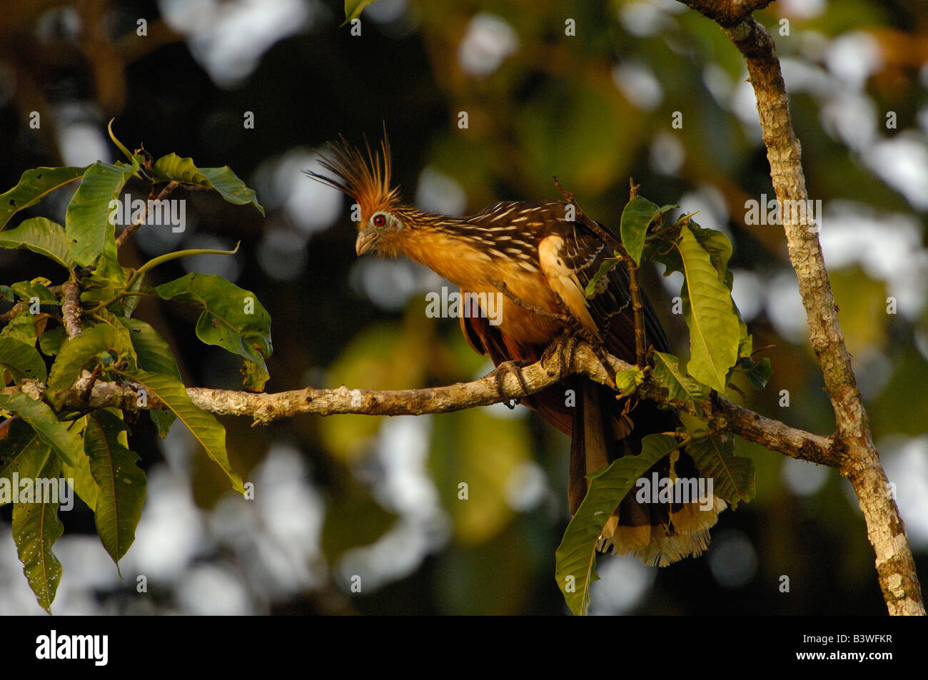 (Opisthocomus Hoatzin opithocamus) Le Parc National Yasuní. Forêt Amazonienne. L'Équateur. L'Amérique du Sud Banque D'Images