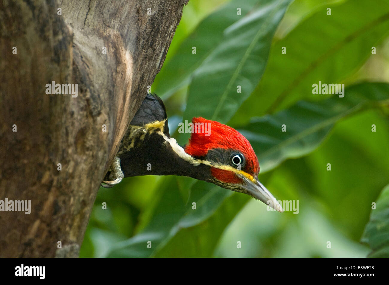 Le Mexique, l'État de Tamaulipas. Homme lineated woodpecker à la cavité de nidification. Banque D'Images