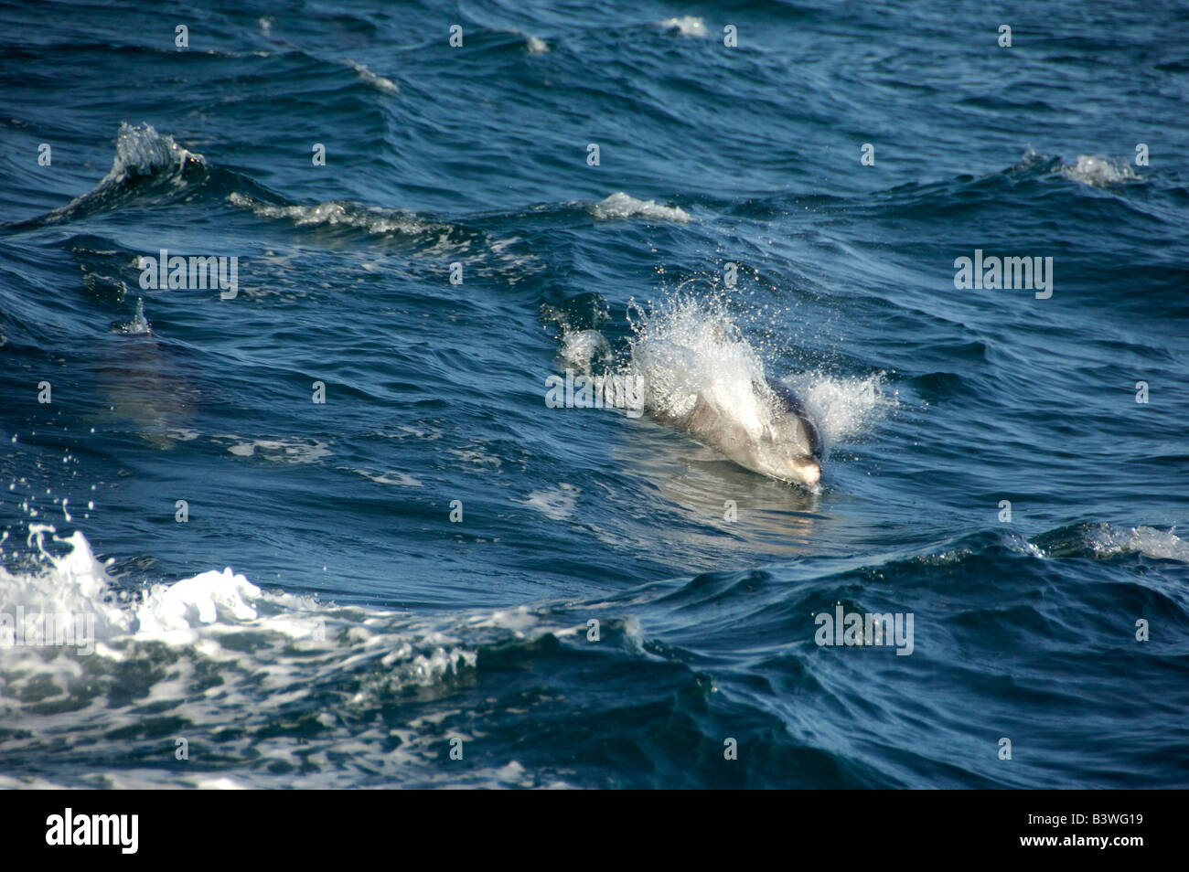 Mexique, État de Sonora, San Carlos. Les dauphins dans la mer de Cortez. Banque D'Images