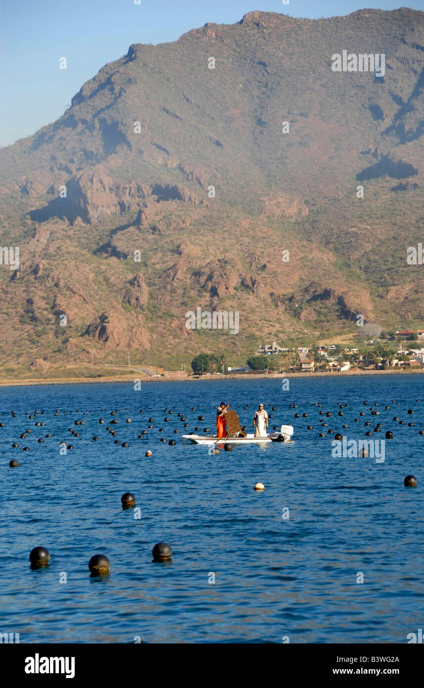 Le Mexique, Sonora, Guaymas. Pearl farm, la collecte d'huîtres. Banque D'Images