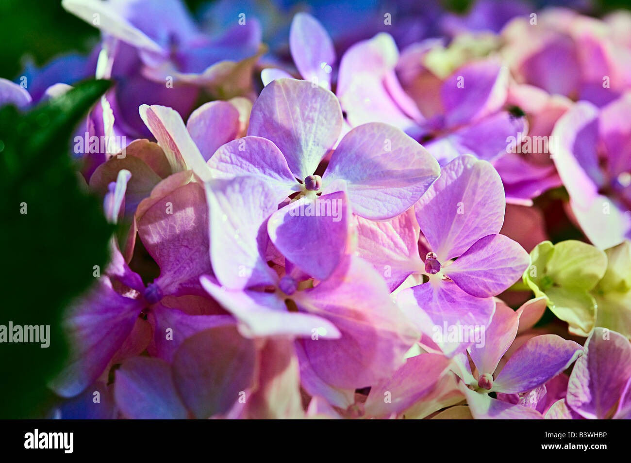 Hortensia Rose Après La Pluie De Fleurs Fleurs Emblématiques