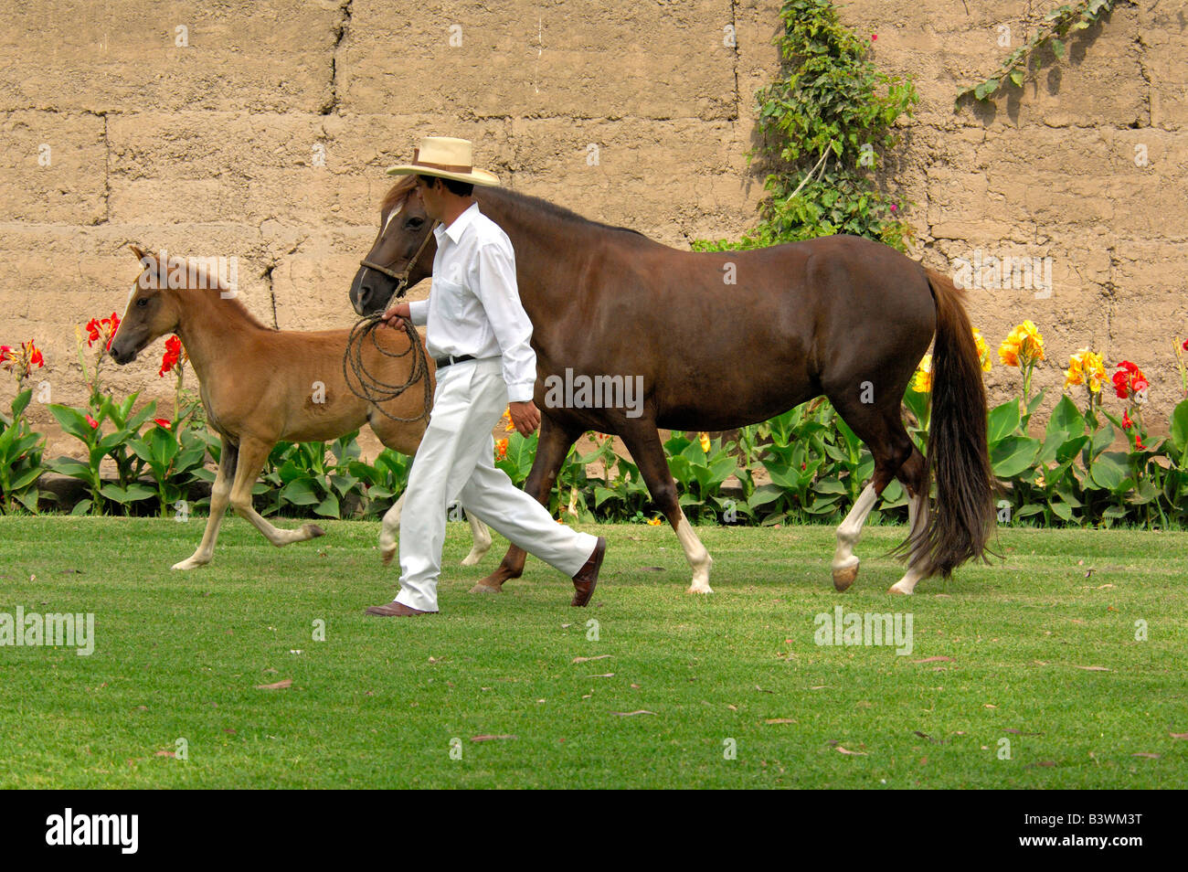 L'Amérique du Sud, Pérou, Lima. Ranch de chevaux Paso Péruviens historique, Chacra Tres Canas. À l'oseille pouliche jument d'élevage. Banque D'Images