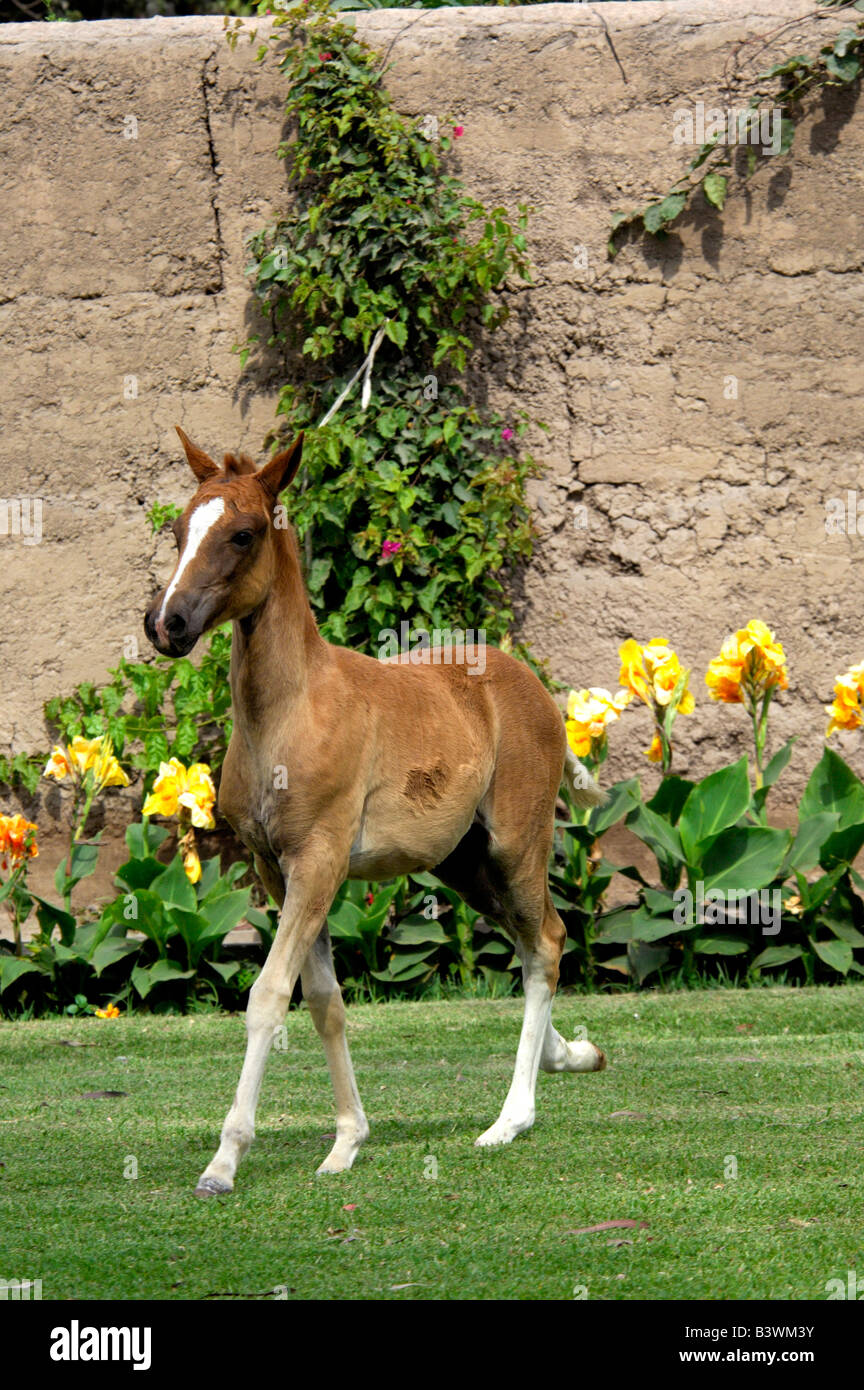 L'Amérique du Sud, Pérou, Lima. Ranch de chevaux Paso Péruviens historique, Chacra Tres Canas. Pouliche Sorrel. Property & modèle publié. Banque D'Images