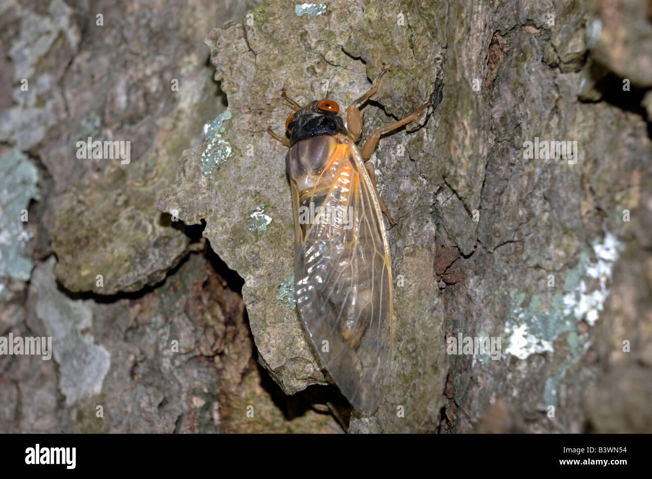 Gros plan de l'année 17 ou criquets pristimantis après changement de la nymphe étape avant sa coloration définitive Banque D'Images