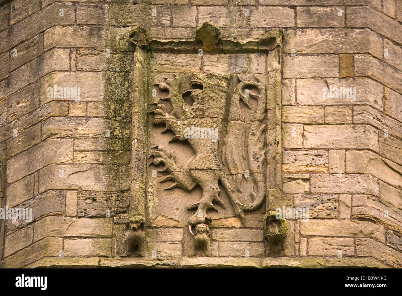 Un blason de pierre montrant le lion rampant sur le mur de château de Warkworth. Banque D'Images