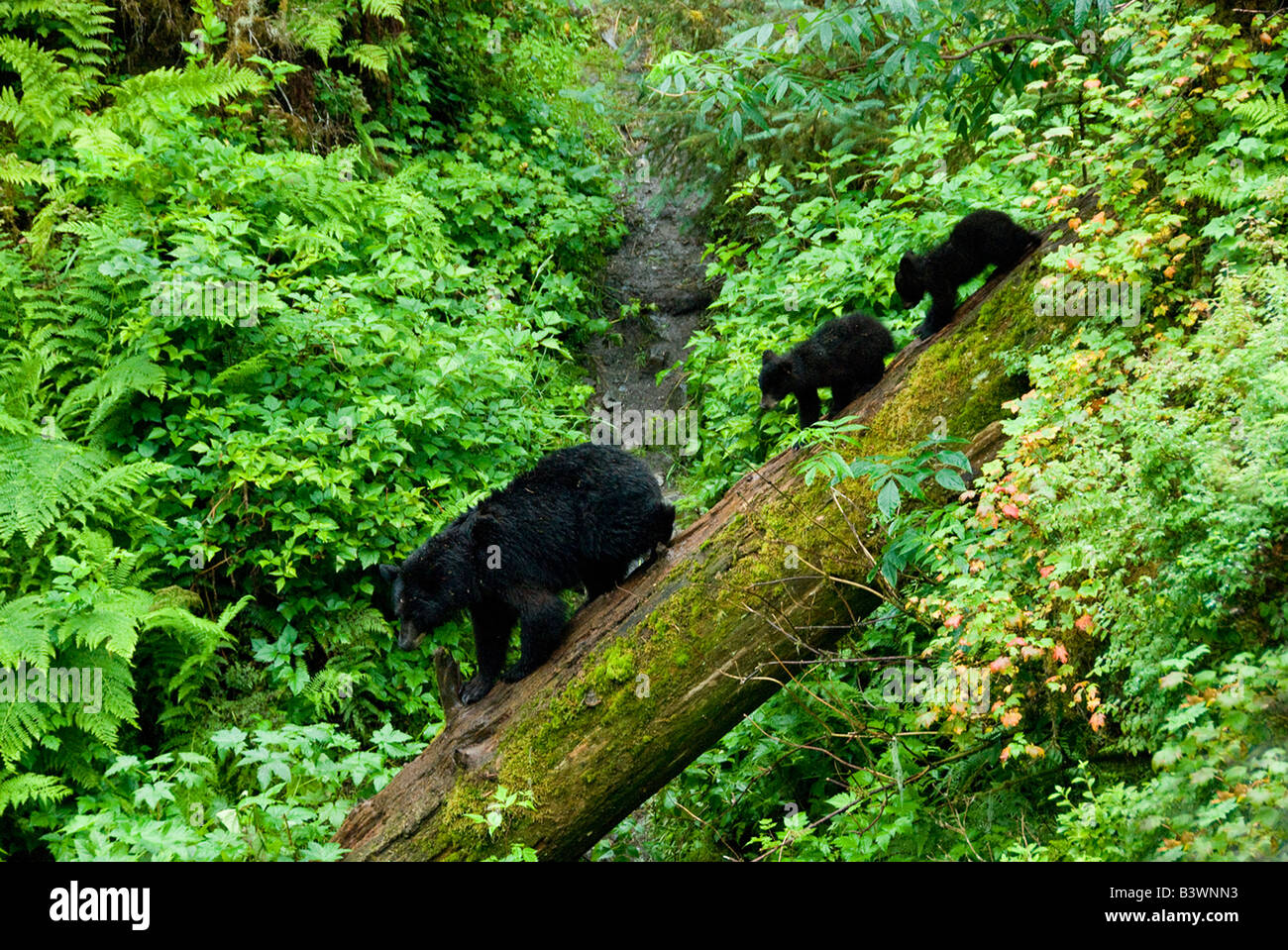 USA, Alaska. L'ours noir d'oursons suivre mère sur log. Banque D'Images