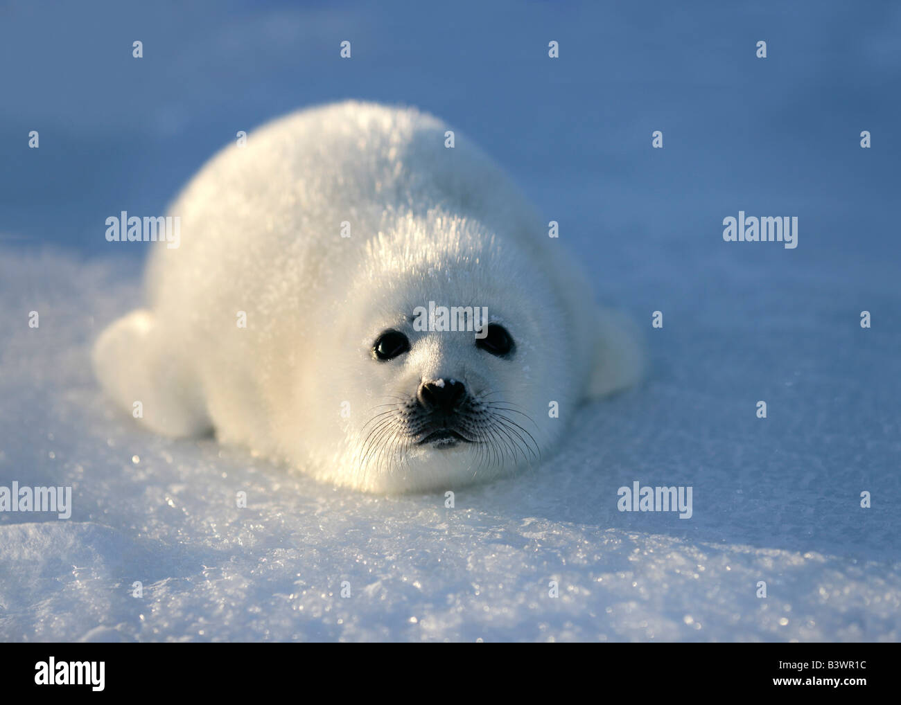 Bebe Phoque Du Groenland Phoca Groenlandica Couche Sur La Neige Groenland Photo Stock Alamy Bebe Phoque Du Groenland Phoca Groenlandica Couche Sur La Neige Groenland Photo Stock Alamy