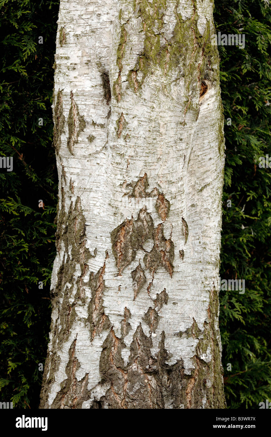 Silver Birch Tree Trunk Banque D'Images