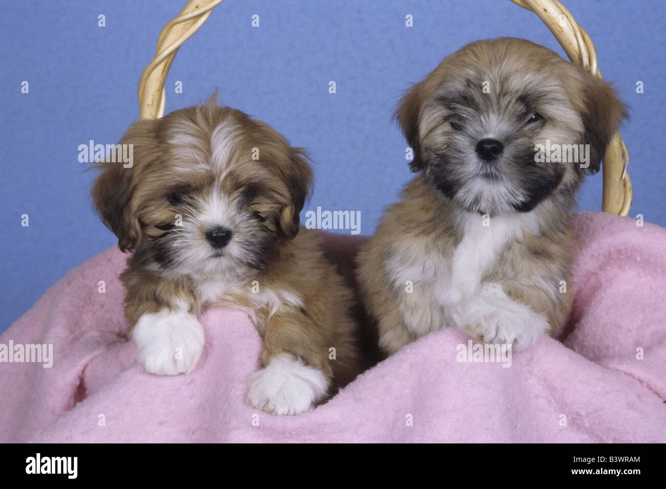 Lhassa Apso deux chiots dans un panier Banque D'Images