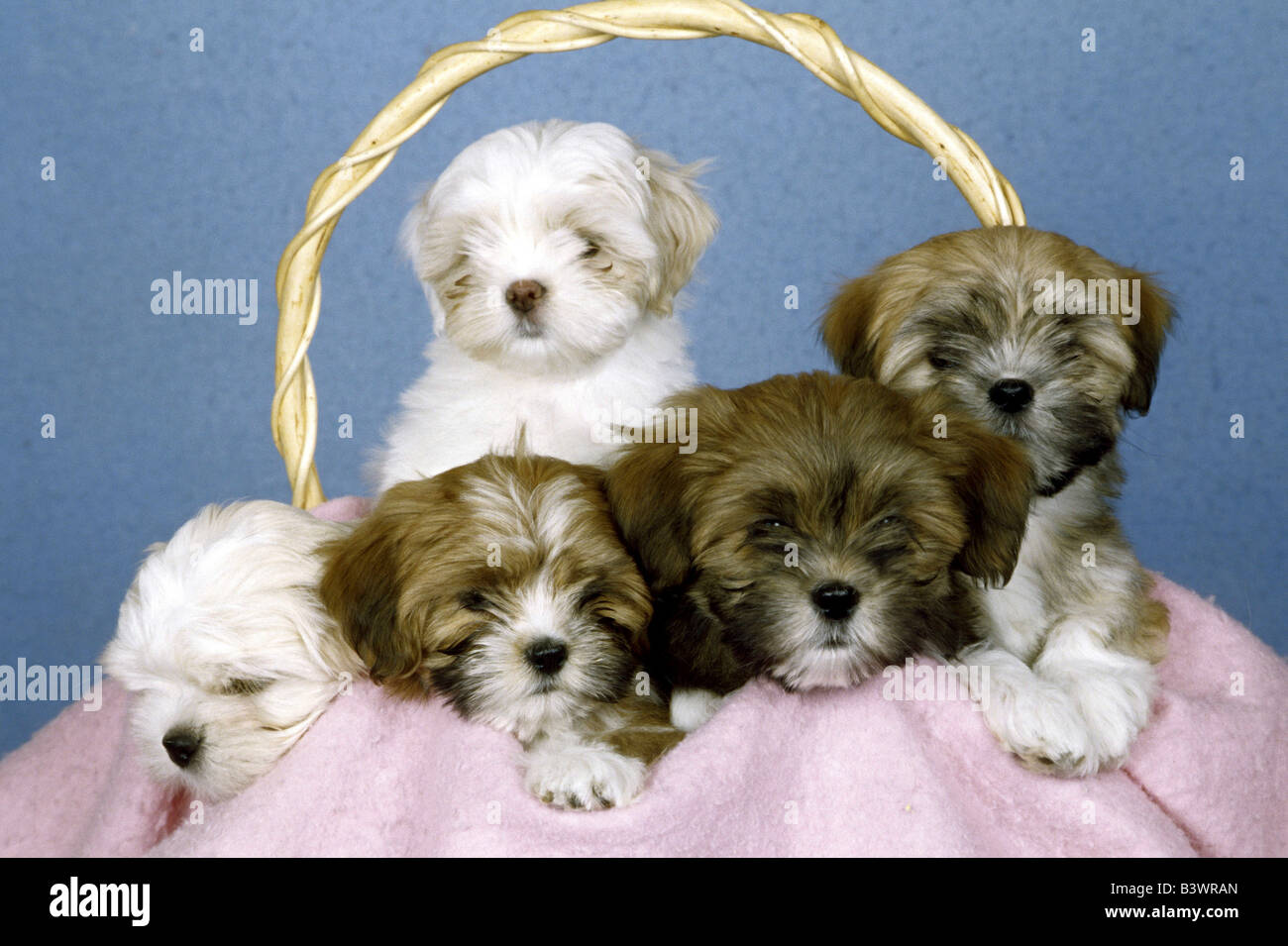 Cinq chiots Lhassa Apso dans un panier Banque D'Images