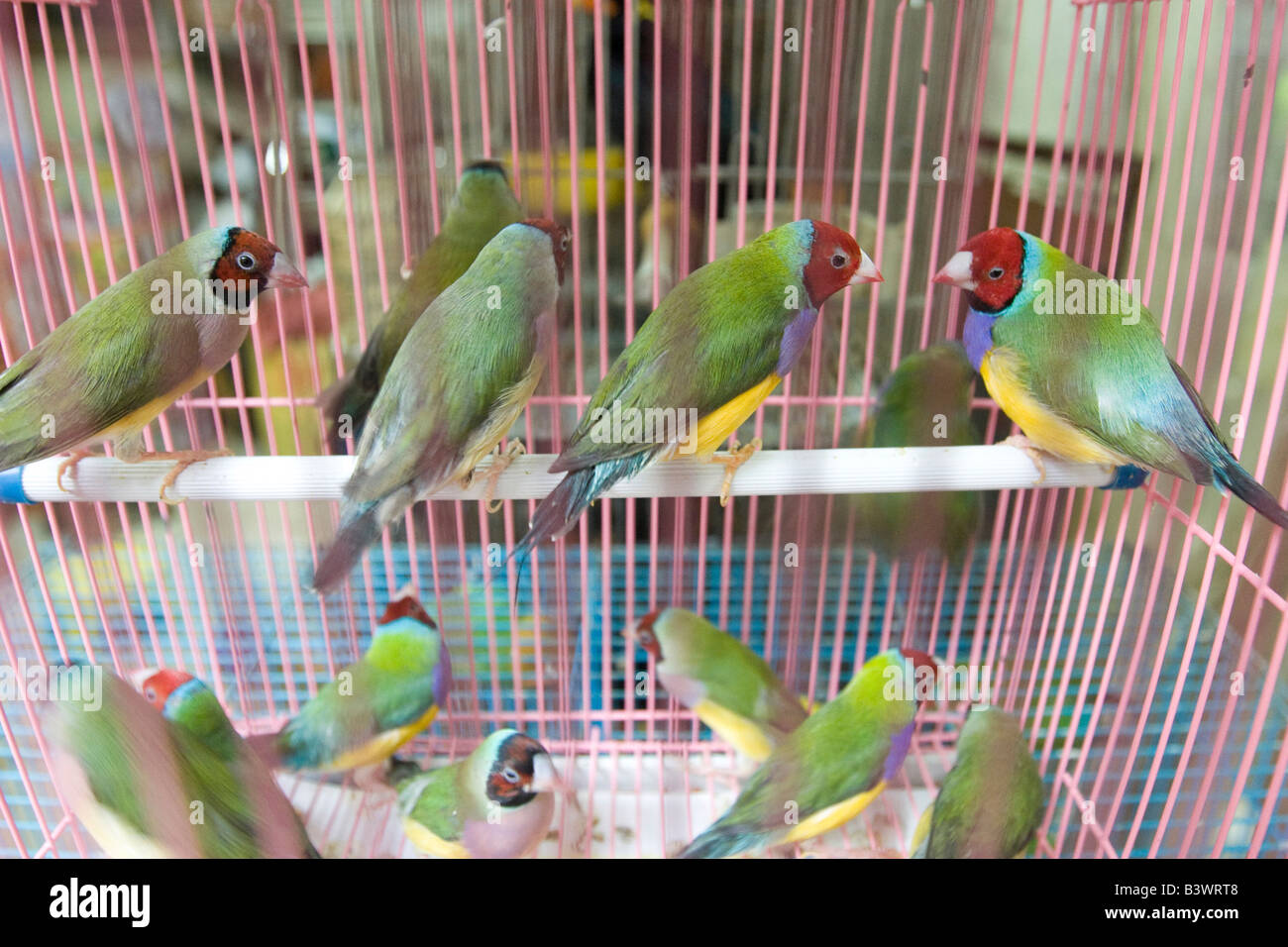 Des oiseaux exotiques au marché aux oiseaux de Hong Kong Banque D'Images