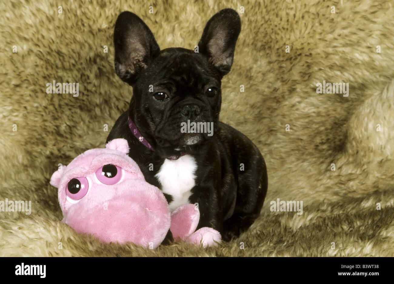 Bouledogue français assis avec un jouet Banque D'Images