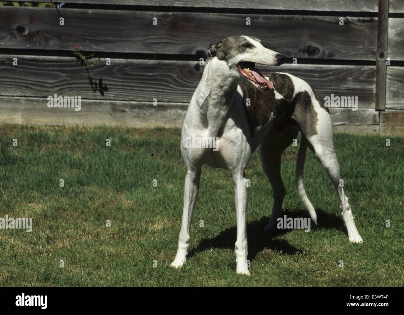 Greyhound debout avec sa langue Banque D'Images