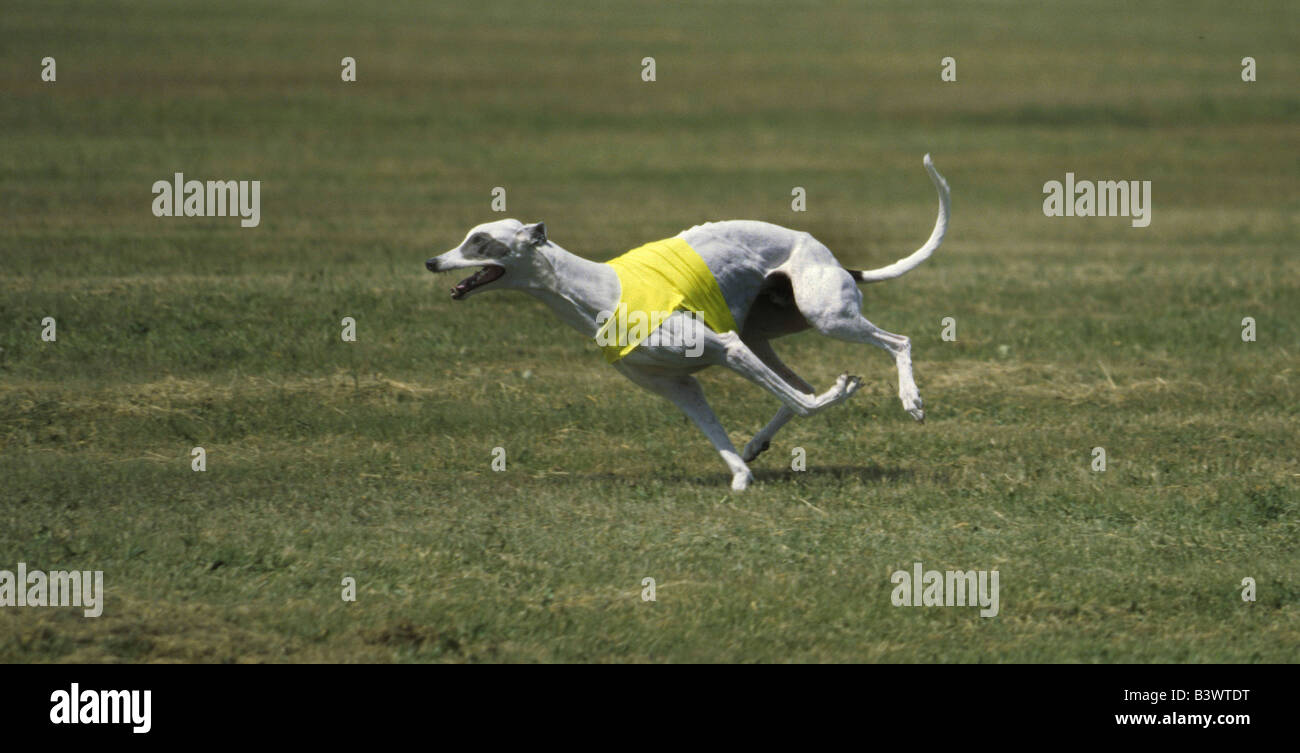 Whippet chien qui court dans un champ Banque D'Images