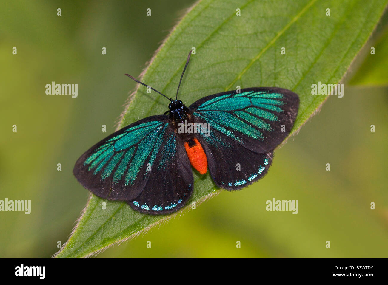L'Atala atala Bettongia (papillon) sur une feuille Banque D'Images L'Atala atala Bettongia (papillon) sur une feuille Banque D'Images