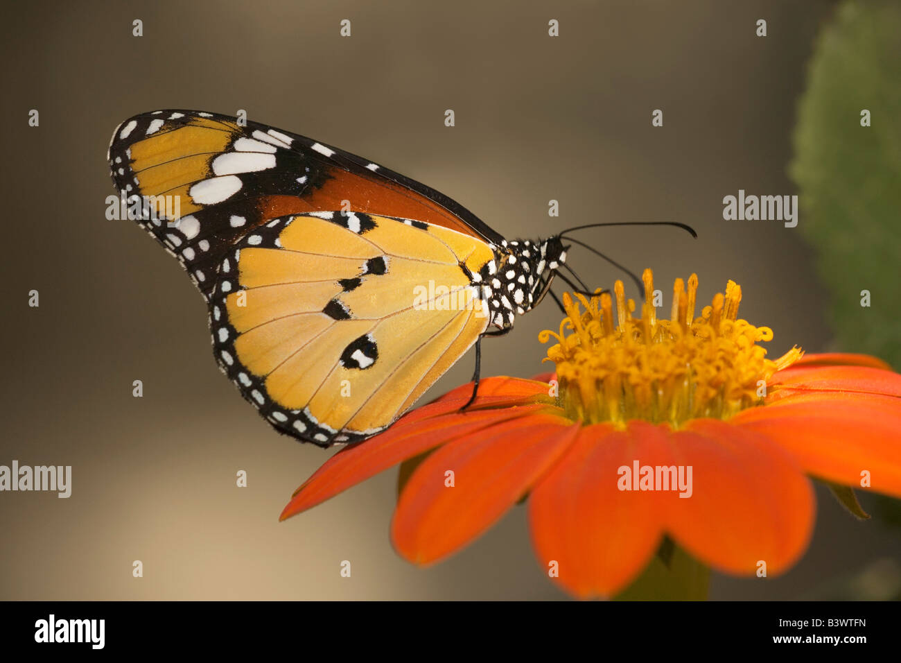 Tigre ordinaire (papillon Danaus chrysippe) pollinisent une fleur Banque D'Images