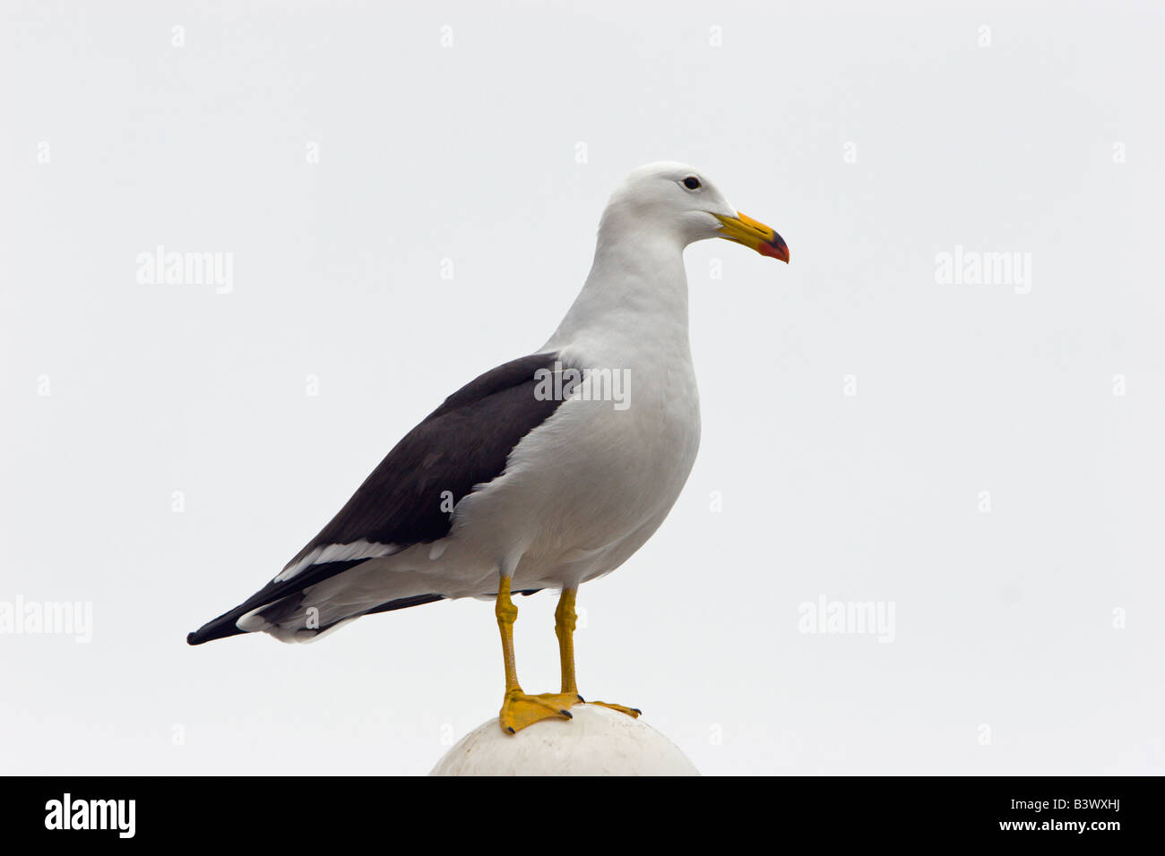 Gull Goéland à Bec Rouge à Lèvres Doiseaux Doiseaux De Mer