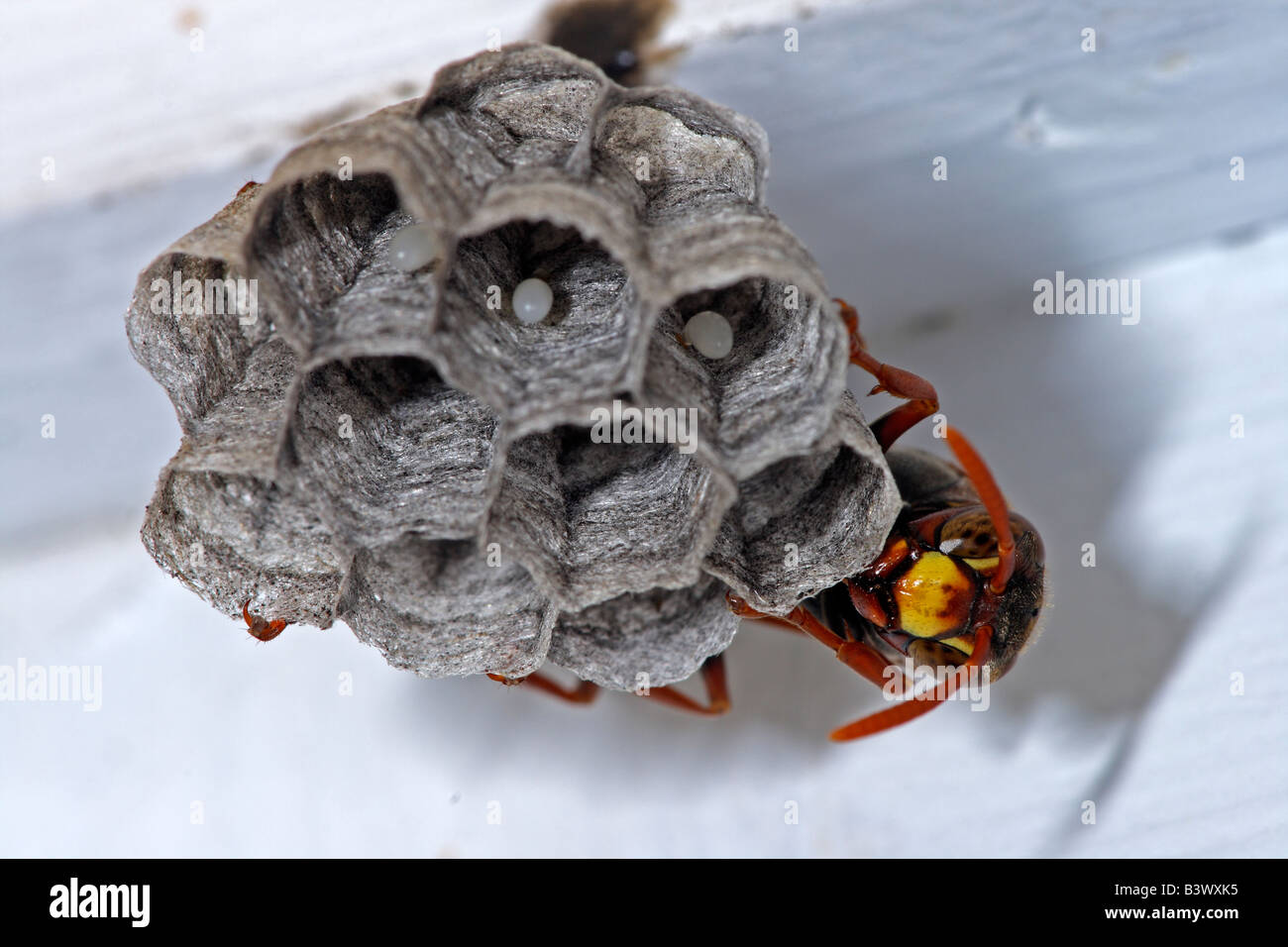 Document commun (guêpe Polistes humilis) la reine sur son nid montrant ses deux énormes yeux composés. Nid a oeufs. L'Australie. Banque D'Images