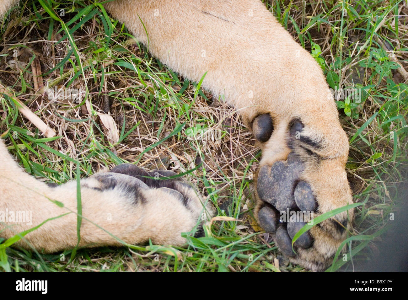 Pattes d'un lion dans un Indien de la réserve de parc safari Banque D'Images