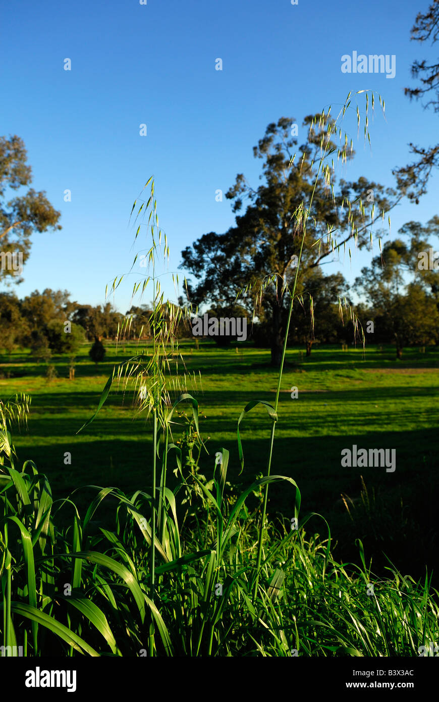 La folle avoine dans les semences, avec paddock vert en arrière-plan Banque D'Images