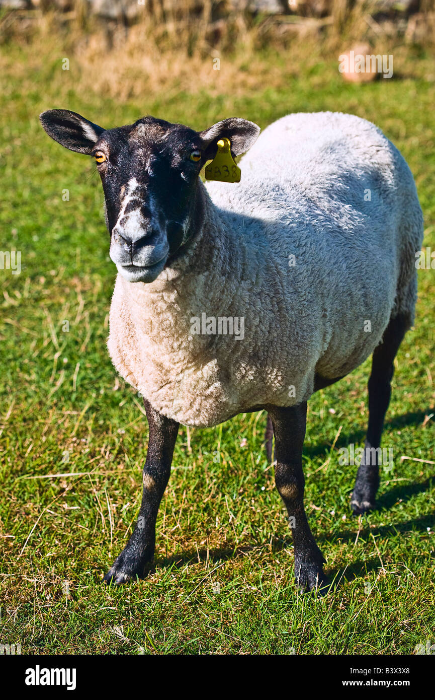 Mouton noir et blanc ile de Ouessant Bretagne France Banque D'Images