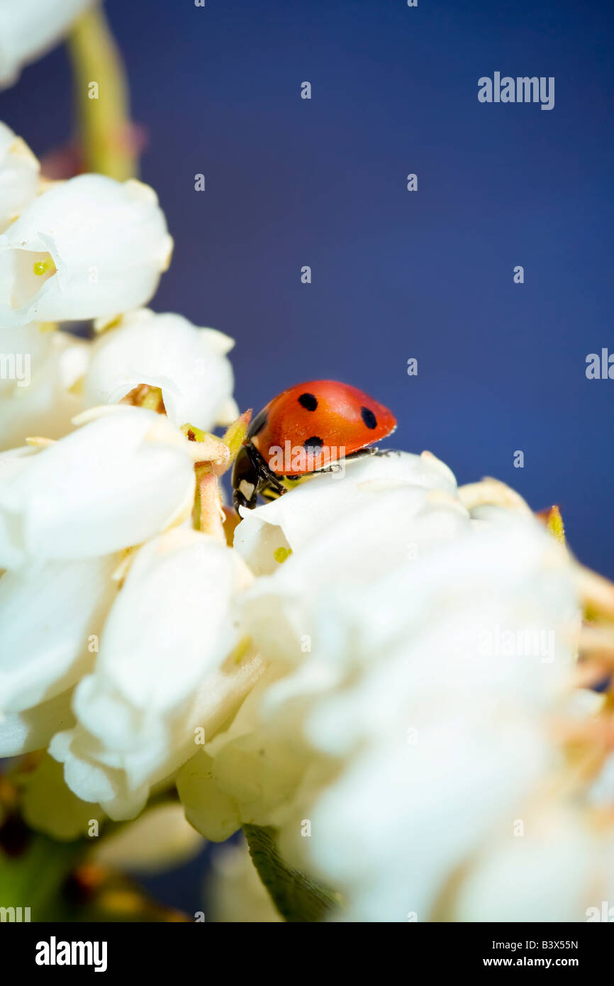 Coccinelle insecte macro sur une fleur blanche Banque D'Images