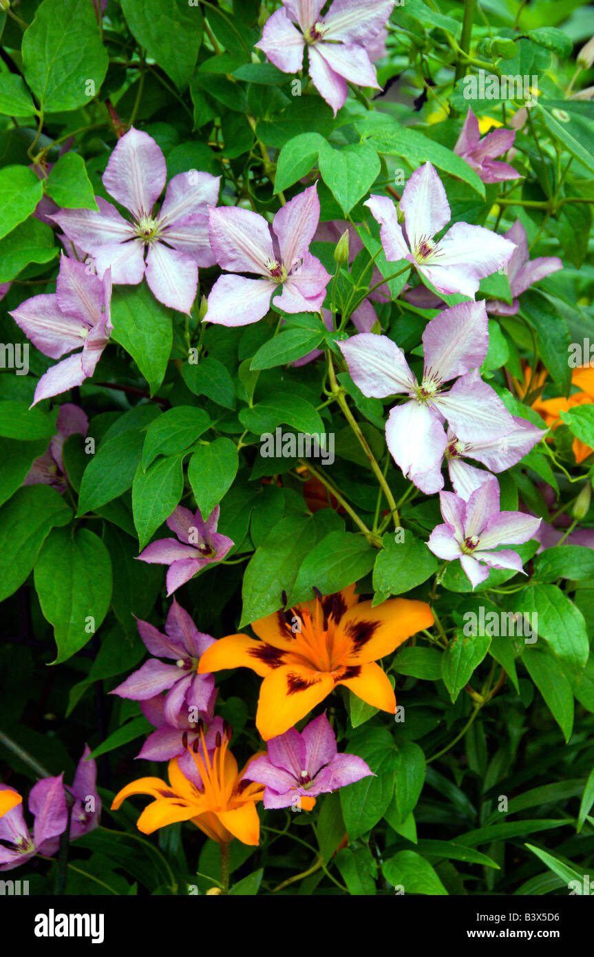 Clematis et tiger lilies à Winnipeg Manitoba Canada Banque D'Images