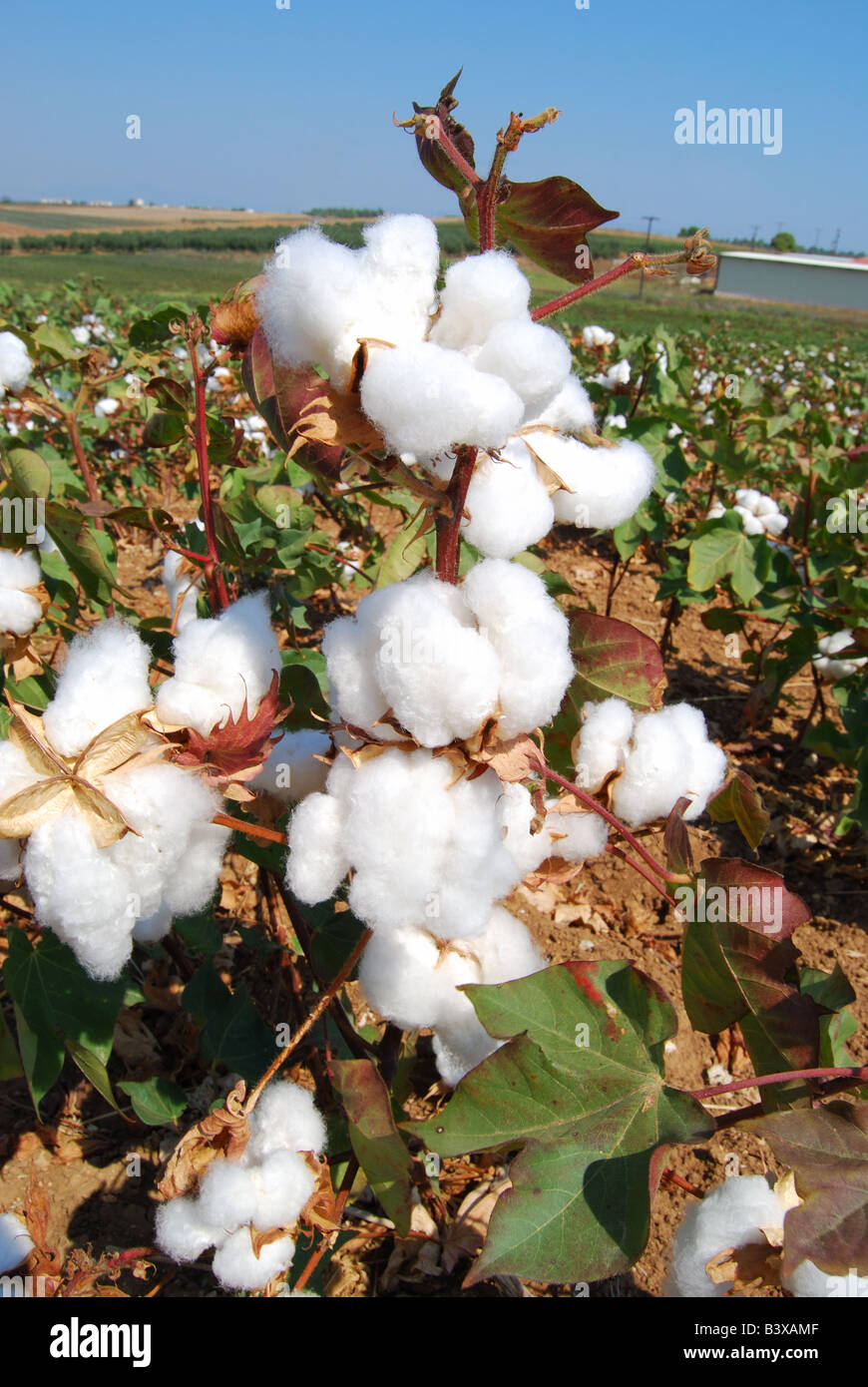 Domaine de coton, péninsule de Kassandra, Chalcidique, Macédoine Centrale, Grèce Banque D'Images