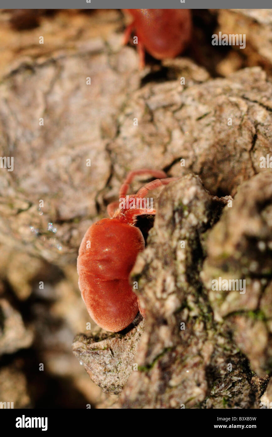 Acarien Trombidium holosericeum velours, Banque D'Images