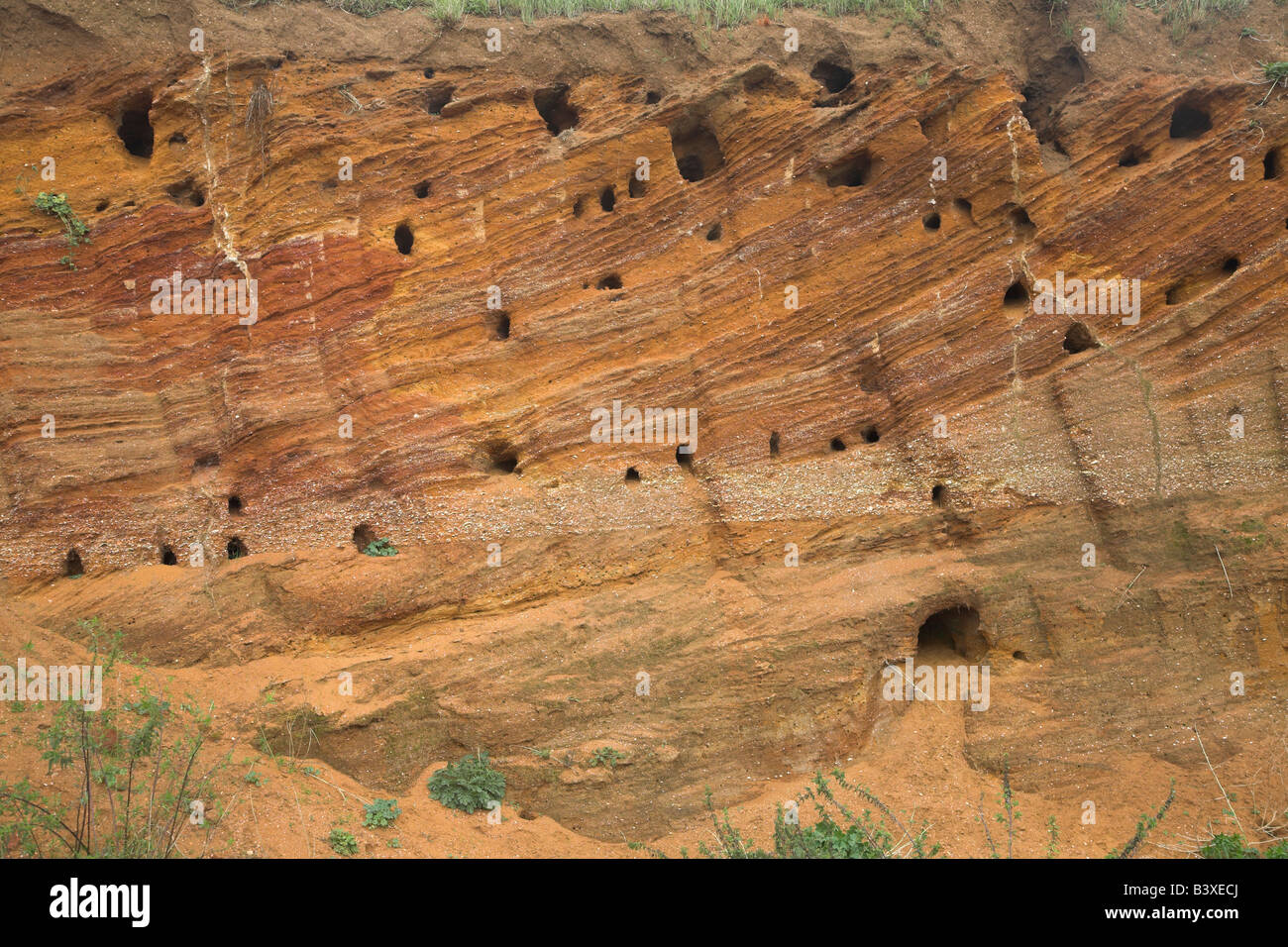 Crag rouge avec des coquillages et des dépôts de roche literie croix exposés dans une carrière, Buckanay fosse, près de Alderton, Suffolk, Angleterre Banque D'Images