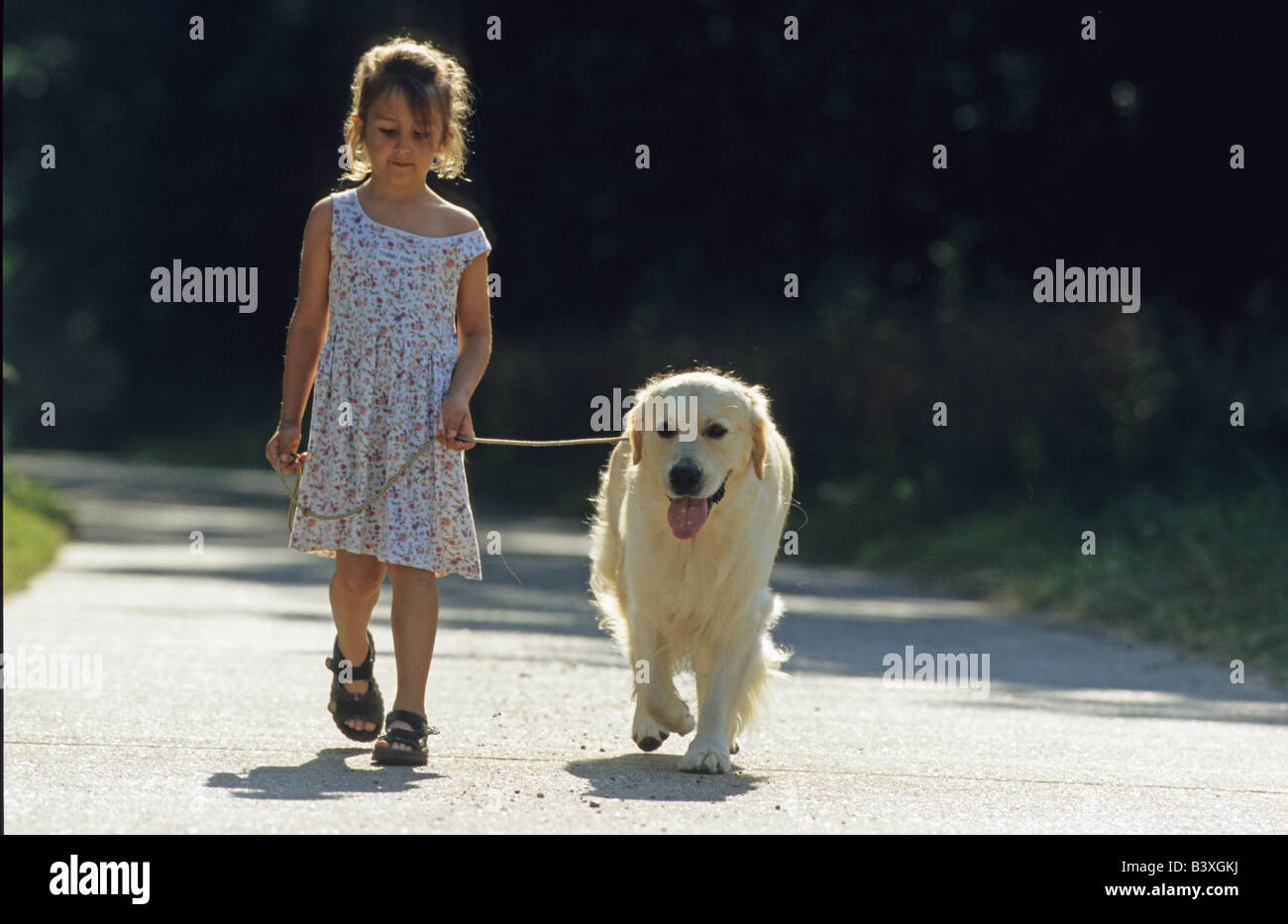Golden Retriever (Canis lupus familiaris), en laisse marcher avec une petite fille dans une voie Banque D'Images