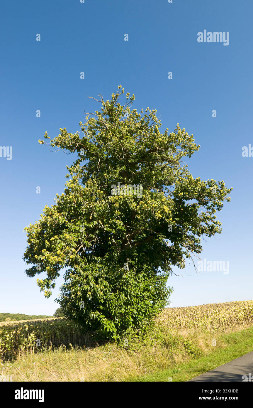L'Espagnol de châtaignier - Castanea sativa - Indre et Loire, France. Banque D'Images