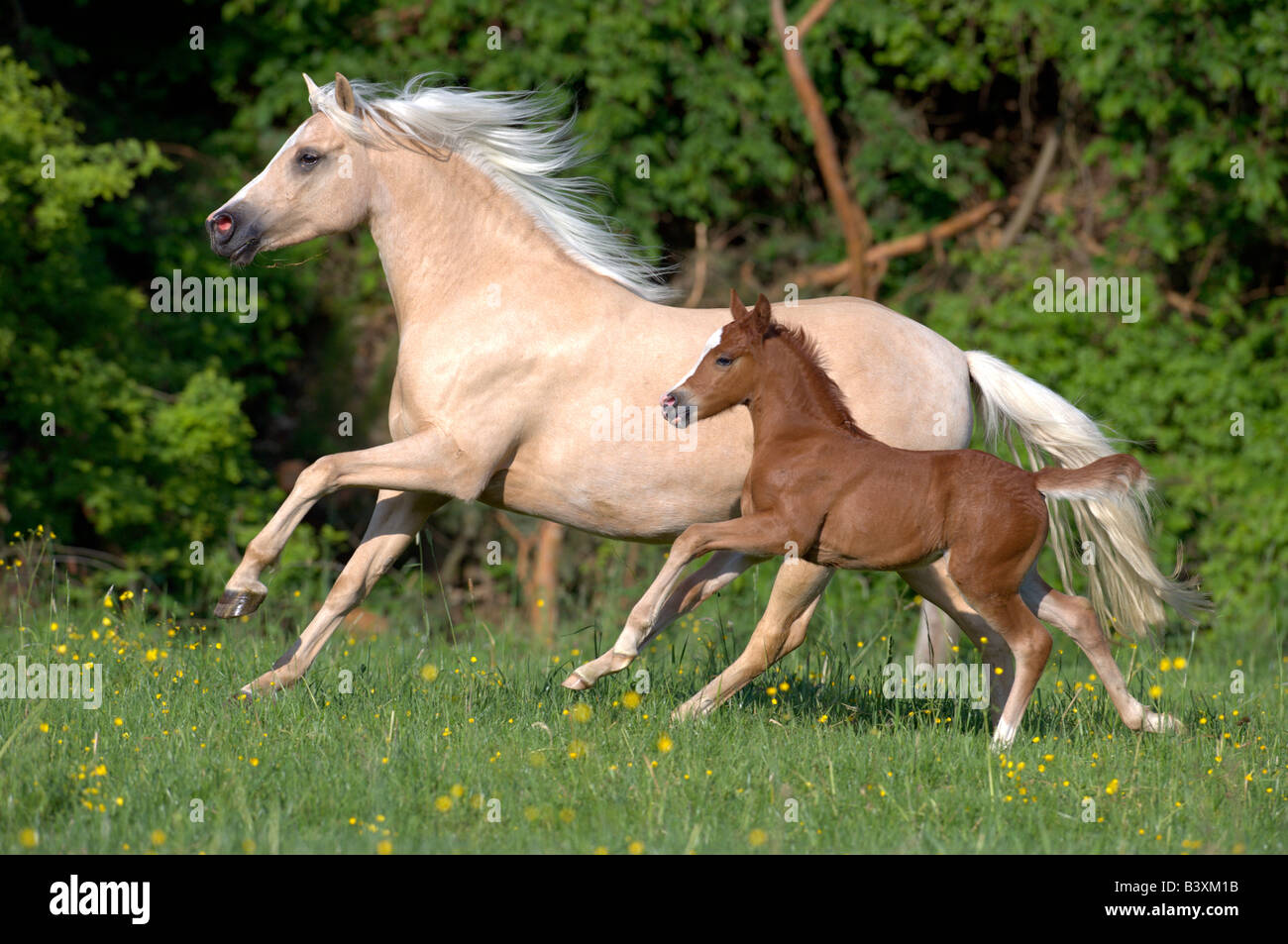 Poney Équitation allemande (Equus caballus). Mare avec poulain dans un pré au galop Banque D'Images