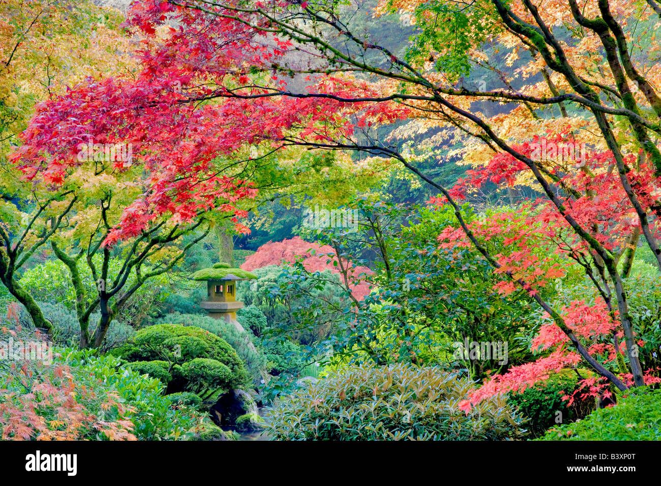 Érables japonais couleur automne jardins japonais de Portland Portland Oregon Banque D'Images